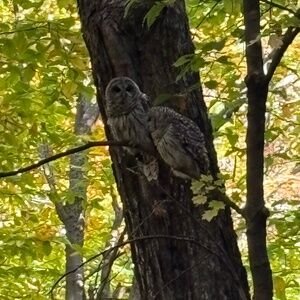 Meet your Posher, Mireille